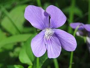 향기제비꽃(Viola odorata)