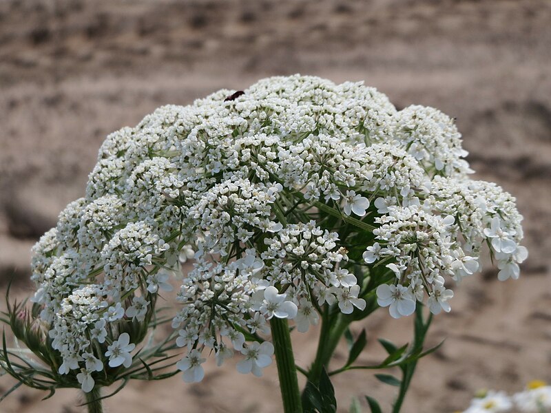 File:20150626Daucus carota1.jpg