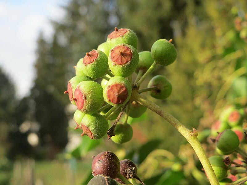 File:20151224Hedera helix2.jpg