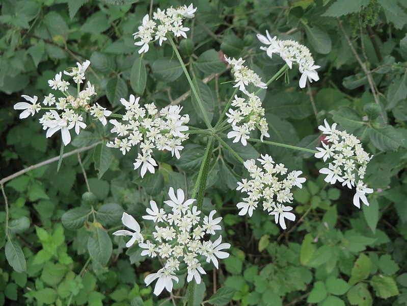 File:20170831Heracleum sphondylium1.jpg