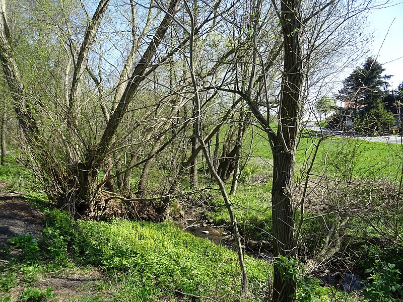 File:20190420-Dresden Zschonergrund.-011.jpg