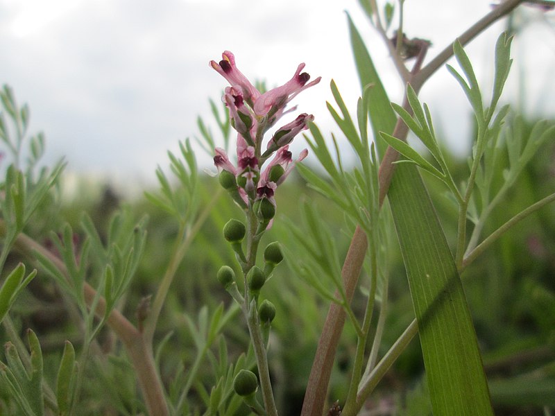 File:20190505Fumaria officinalis2.jpg