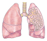 schéma poumons utilisé