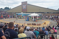 A pig race at the Wisconsin State Fair 2022 Wisconsin State Fair 64 (Saz's Famous Racing Pigs).jpg
