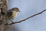 Thumbnail for File:20240322 yellow rumped warbler south meadows PD205447.jpg