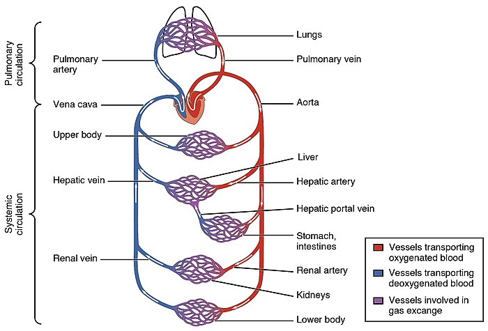 Blood flow in the pulmonary and systemic circulations showing capillary networks in the torso sections