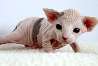 cats without hair