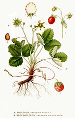 Miniatura para Fragaria viridis