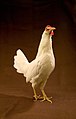 Poule Leghorn blanche