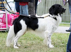 An adult Stabyhoun AStabijs - world dog show 2010.jpg