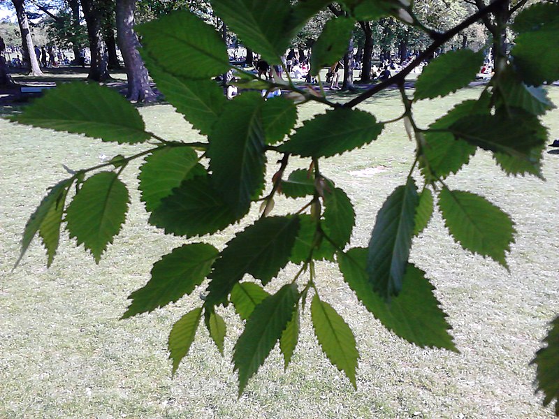 File:AZ0122 Unknown Ulmus, North Walk, The Meadows, Edinburgh. Leaves.jpg