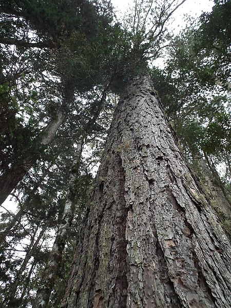 File:A Araucaria angustifolia (Bertoloni) O. Ktze é uma espécie característica da floresta subtropical brasileira, também conhecida como pinheiro–brasileiro, pinheiro-do-Paraná ou araucária. A excelen - panoramio.jpg