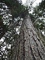 A Araucaria angustifolia (Bertoloni) O. Ktze é uma espécie característica da floresta subtropical brasileira, também conhecida como pinheiro–brasileiro, pinheiro-do-Paraná ou araucária. A excelen - panoramio.jpg