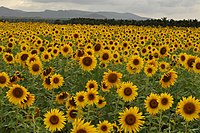 A field of sunflowers.jpg