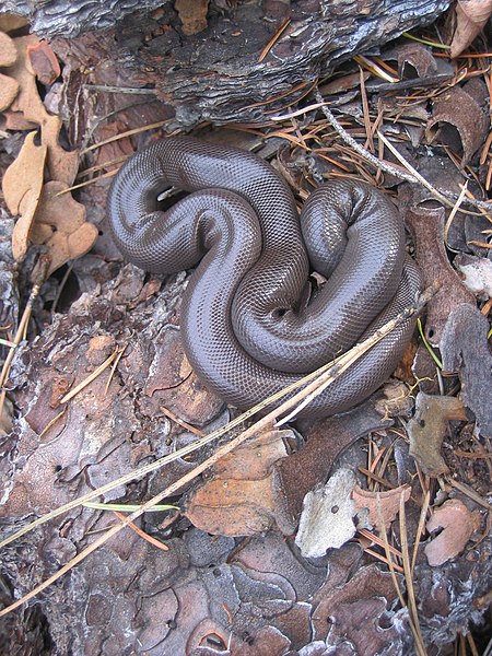 File:A rubber boa near the Stehekin River. (eb819ac89be3493aabc30db1332c0a18).jpg