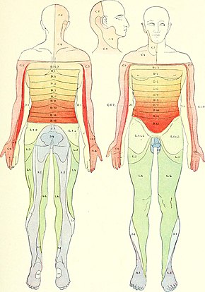 Distribution of the areas of the sensory roots upon the surface of the body A text-book of medicine for students and practitioners (1912) (14586541419).jpg