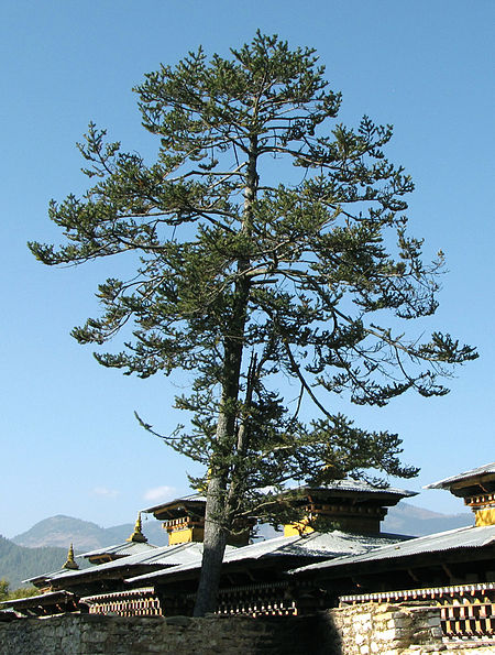 Abies densa Wangdicholing Palace.jpg