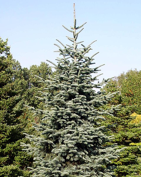 File:Abies procera Glauca.jpg