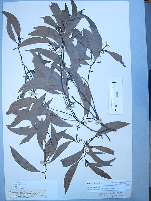 Acacia crassicarpa A.Cunn. ex Benth. (AM AK75557)
