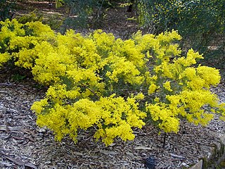 <i>Acacia meiantha</i> Species of legume