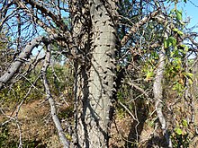 The sharp projections on the trunk of the knobthorn, Senegalia nigrescens, are prickles rather than thorns, botanically speaking. Acacia nigrescens, knoppiesbas, Steenbokpan, a.jpg