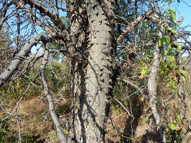 File:Acacia nigrescens, knoppiesbas, Steenbokpan, a.jpg
