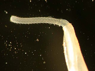 <span class="mw-page-title-main">Palaeacanthocephala</span> Class of thorny-headed worms