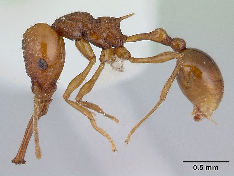 File:Acanthognathus ocellatus casent0178718 profile 1.jpg