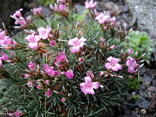 <i>Acantholimon ulicinum</i> Species of broadleaf evergreen plant