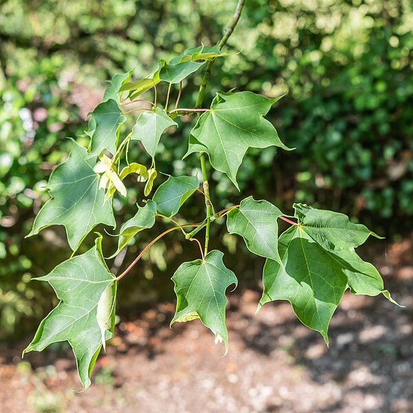 File:Acer cappadocicum in La Jaysinia (2).jpg