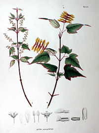 Acer crataegifolium SZ147.jpg