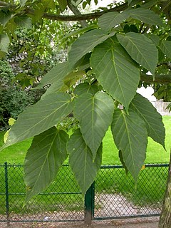 <i>Acer davidii</i> Species of maple