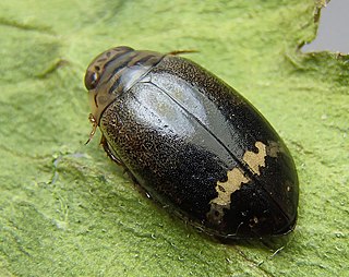 <i>Acilius mediatus</i> Species of beetle