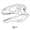 Acrocanthosaurus skull reconstruction