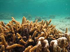 acropora aspra