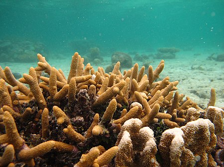 Acropora_aspera