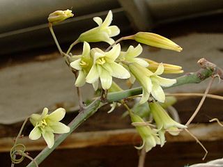 <i>Adenia digitata</i> Species of plant