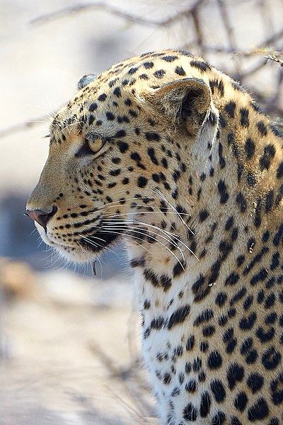 File:African Leopard Left 2019-07-28.jpg