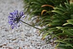 รูปขนาดย่อสำหรับ Agapanthus