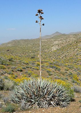 Agave deserti im Palm Canyon im Süden von Palm Springs (Kalifornien)