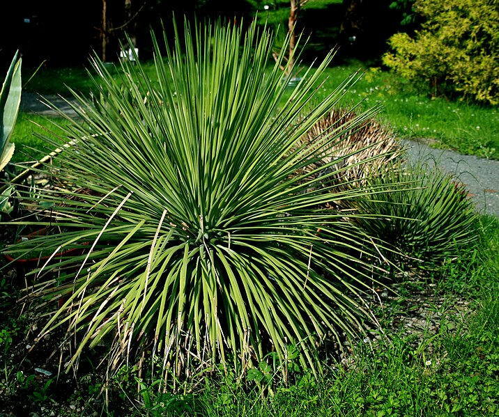 File:Agave stricta 1.jpg