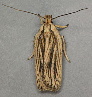 <i>Agonopterix umbellana</i> Species of moth