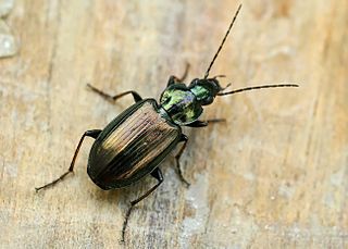 <i>Agonum sexpunctatum</i> Species of beetle