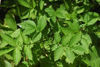 <i>Agrimonia pilosa</i> species of plant