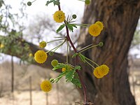 Vachellia erioloba