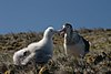 Albatros d amsterdam poussin.jpg