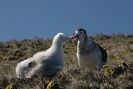 Mládě (vlevo) a dospělý albatros