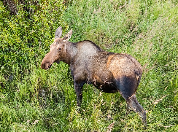 Image: Alce (Alces alces), Potter marsh, Alaska, Estados Unidos, 2017 08 22, DD 139