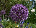 * Nomination Allium giganteum in May --Ввласенко 20:54, 22 May 2024 (UTC) * Promotion  Support Good quality. --Екатерина Борисова 02:53, 23 May 2024 (UTC)