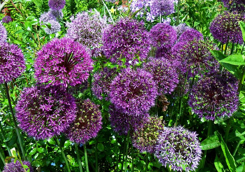 File:Alliums (9161032427).jpg